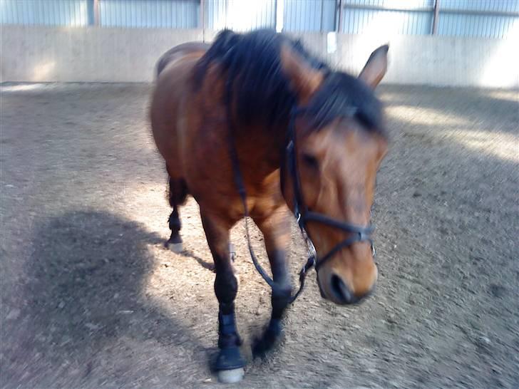 Anden særlig race Major billede 13