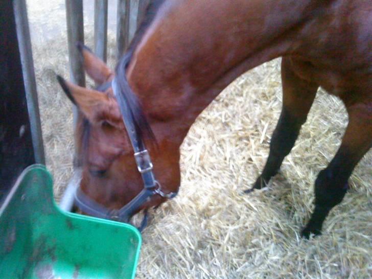 Anden særlig race Major billede 14