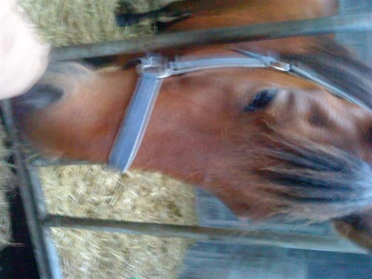 Anden særlig race Major billede 15