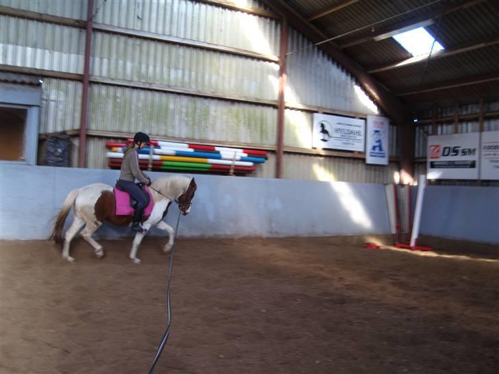 Pinto Apache - SOLGT billede 7