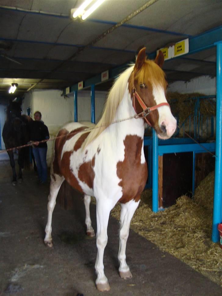 Pinto Apache - SOLGT billede 8