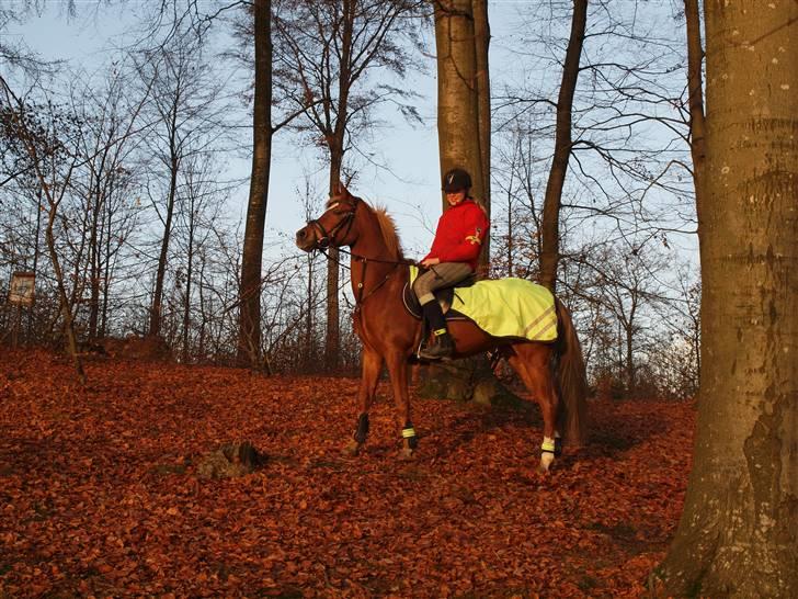 Hollandsk Sportspony Charon R.I.P d.1/3-11 - en tur i langesø skoven hygge <3 billede 19