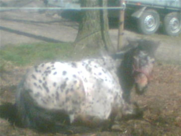 Appaloosa l Pippi (Lillesøster's)<3 - Pippi ligger og slikker sol i løsdriften d; <3 billede 1