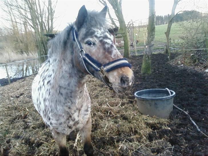 Appaloosa l Pippi (Lillesøster's)<3 - Pippi ii løsdriften xD <3 billede 2