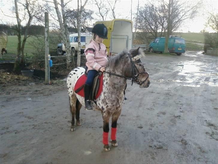 Appaloosa l Pippi (Lillesøster's)<3 - Pippi uden for Stutteri Bæk, på vej på tur ;DD billede 3