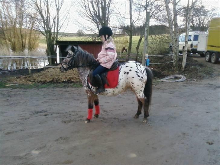 Appaloosa l Pippi (Lillesøster's)<3 - Pippi uden for Stutteri Bæk, på vej på tur XDD billede 4