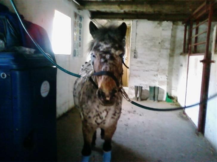 Appaloosa l Pippi (Lillesøster's)<3 - Pippi på Staldgangen ;) <3 billede 5