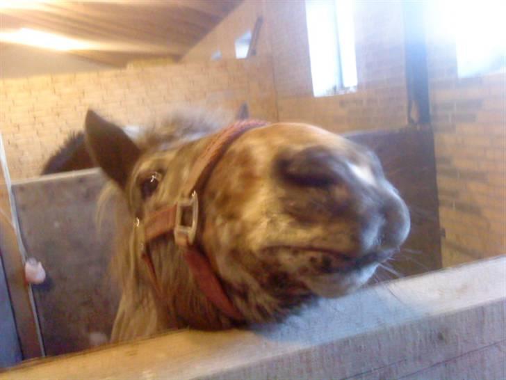 Appaloosa l Pippi (Lillesøster's)<3 - Pippi kigger ud over bokskanten, hos Helle ;) billede 6