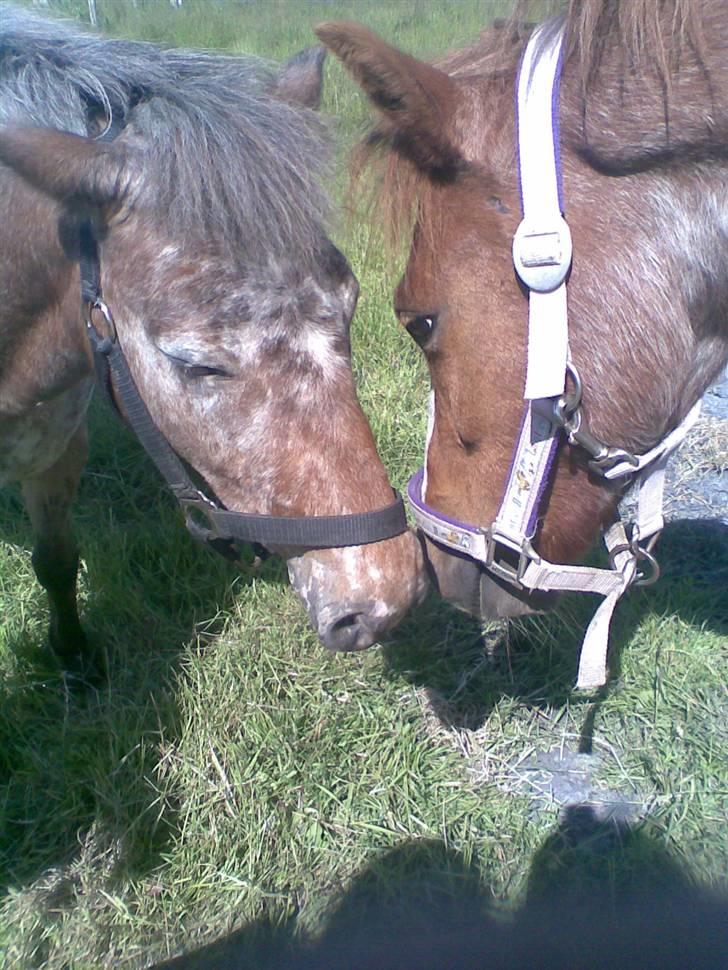Appaloosa l Pippi (Lillesøster's)<3 - Pippi og hendes x-kæreste, som desværre nu, er død ;( . R.I.P, Baron! :´) billede 8