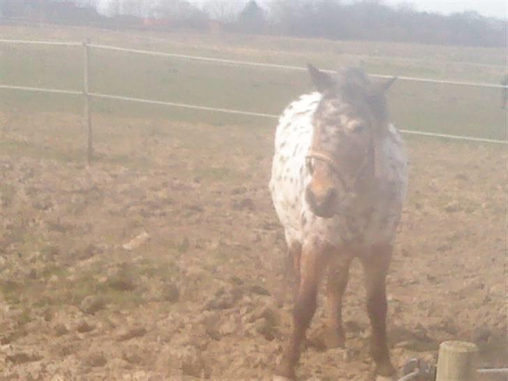 Appaloosa l Pippi (Lillesøster's)<3 - Pippi på folden xD billede 9