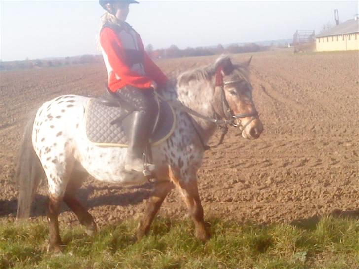 Appaloosa l Pippi (Lillesøster's)<3 - Pippi på tur ;) billede 10