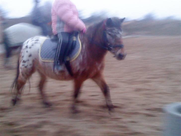 Appaloosa l Pippi (Lillesøster's)<3 - Pippi i trav, på banen 8D <3 billede 11