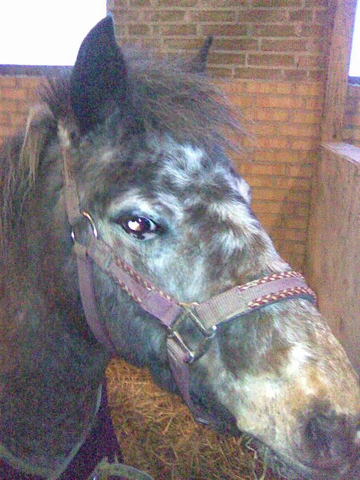 Appaloosa l Pippi (Lillesøster's)<3 - Pippi i boksen hos Helle d; <3 billede 12