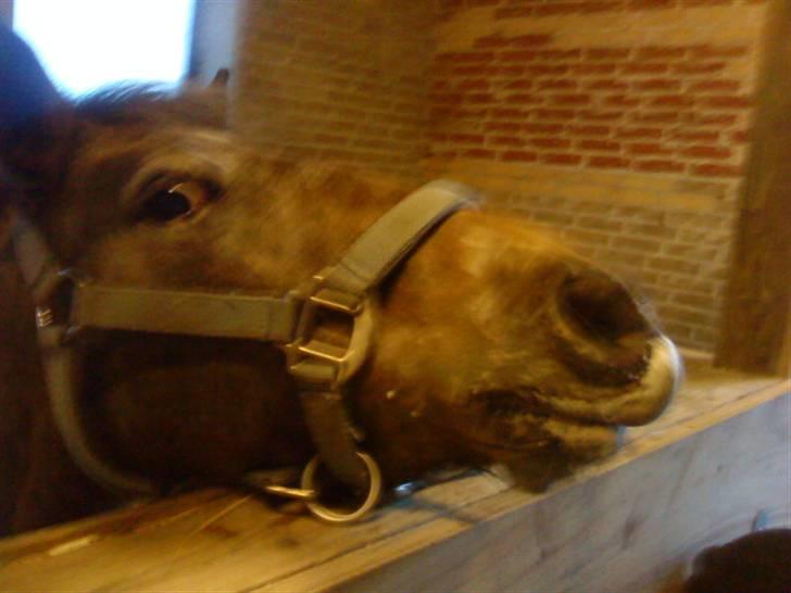 Appaloosa l Pippi (Lillesøster's)<3 - Pippi i boksen, med lidt æble skum, på mulen ;D <3 billede 13