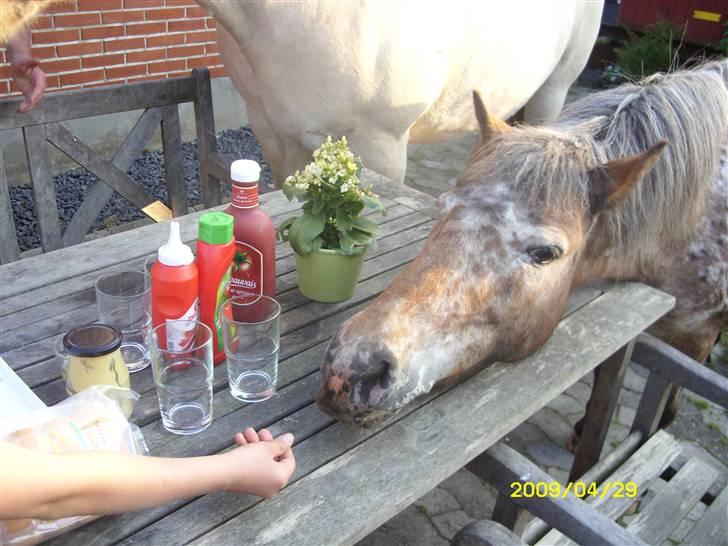 Appaloosa l Pippi (Lillesøster's)<3 - Pippi på besøg i haven, med til maden :D <3 billede 14