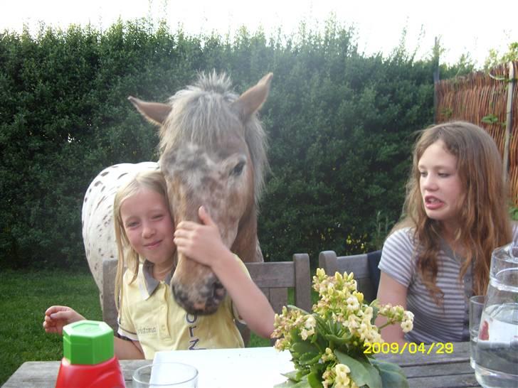 Appaloosa l Pippi (Lillesøster's)<3 - Pippi på besøg i haven, med til maden :D <3 mig og min lille søster, er også med på billedet 8D billede 15