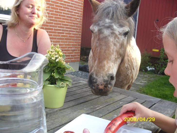 Appaloosa l Pippi (Lillesøster's)<3 - Pippi vil have pølse? 8DD . Mor og nus er med på billedet ;) billede 16
