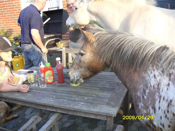 Appaloosa l Pippi (Lillesøster's)<3 - Pippi på besøg i haven, med til maden :D <3 billede 17