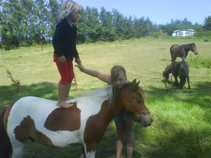 Shetlænder Claus<3 (solgt og savnet) - Clara står på mig. billede 8