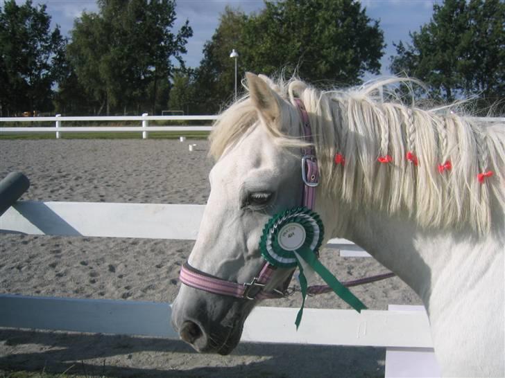 Anden særlig race Cutie Girl - 3 plads tiil agilety (: billede 17