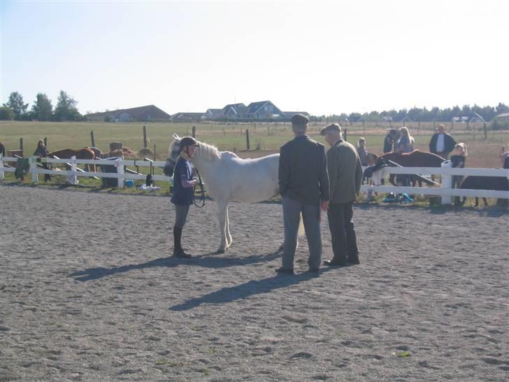 Anden særlig race Cutie Girl - Mønstring tiil dyreskue ;D  billede 18