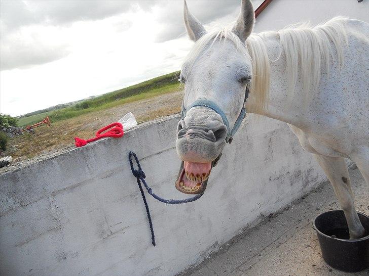 Arabisk fuldblod (OX) Tikka billede 10