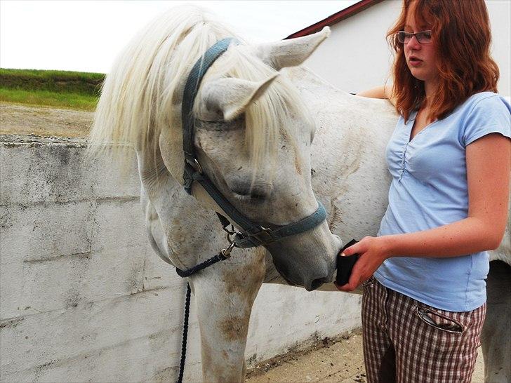 Arabisk fuldblod (OX) Tikka billede 11