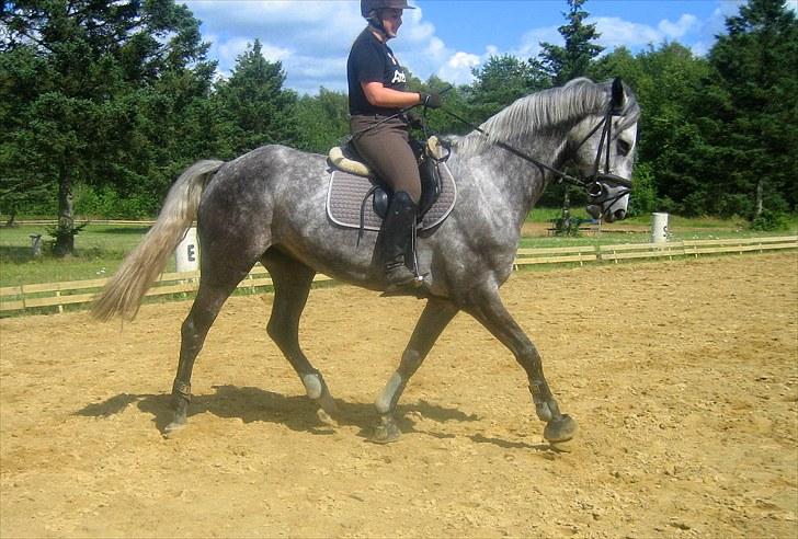 Dansk Varmblod Coroli *R.I.P* - dressur på banen. billede 3