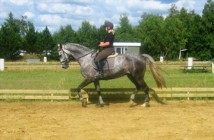 Dansk Varmblod Coroli *R.I.P* - Samlet trav - godt på vej til passage :-) billede 5