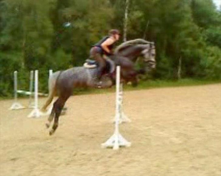 Dansk Varmblod Coroli *R.I.P* - Små spring. billede 7