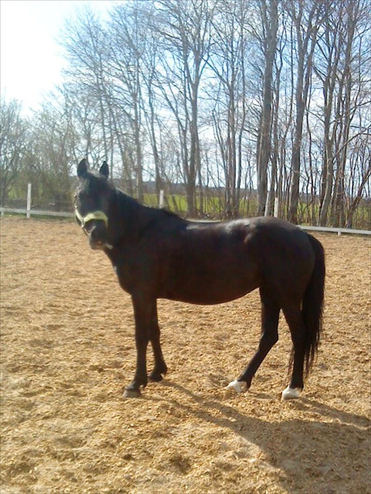 Anden særlig race Dina * Solgt * - Min smukke pony stråler som solen! billede 5