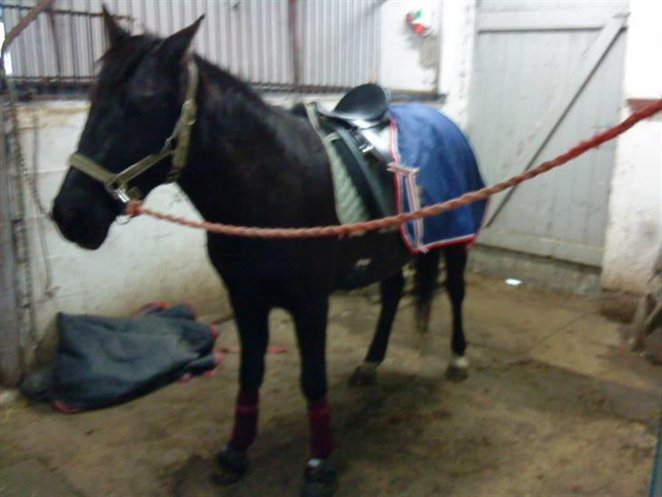 Anden særlig race Dina * Solgt * - inden ridning, mækelig måde at stå på :D billede 9