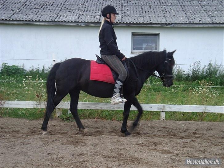 Anden særlig race Dina * Solgt * - Mig og Pony skulle lige vise hvad vi kan billede 10