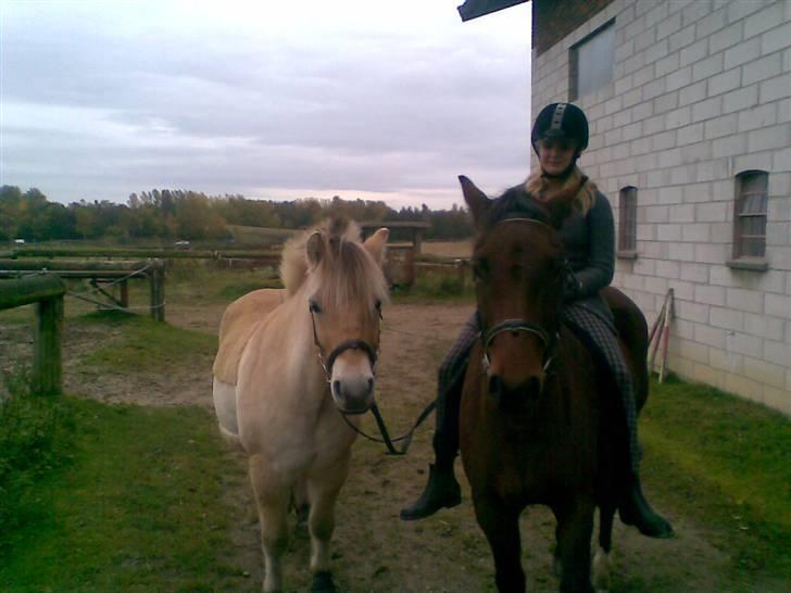 Fjordhest Ebbetorns Fjuri |SOLGT| billede 16