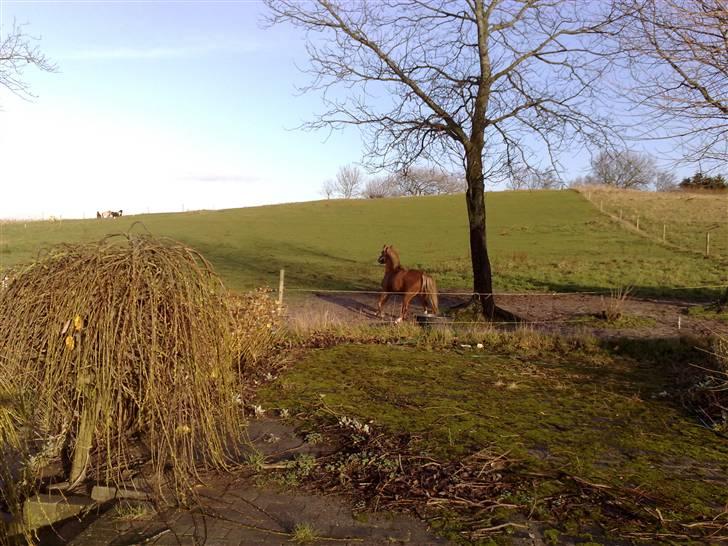 Welsh Mountain (sec A) Mosegaard's Surprice - oktober 2009 - utrænet og ustriglet men har alligevel masser af muskler og blank pels:-) billede 7