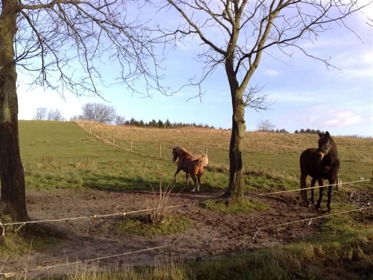 Welsh Mountain (sec A) Mosegaard's Surprice - oktober 2009 - i legehumør:-) billede 8