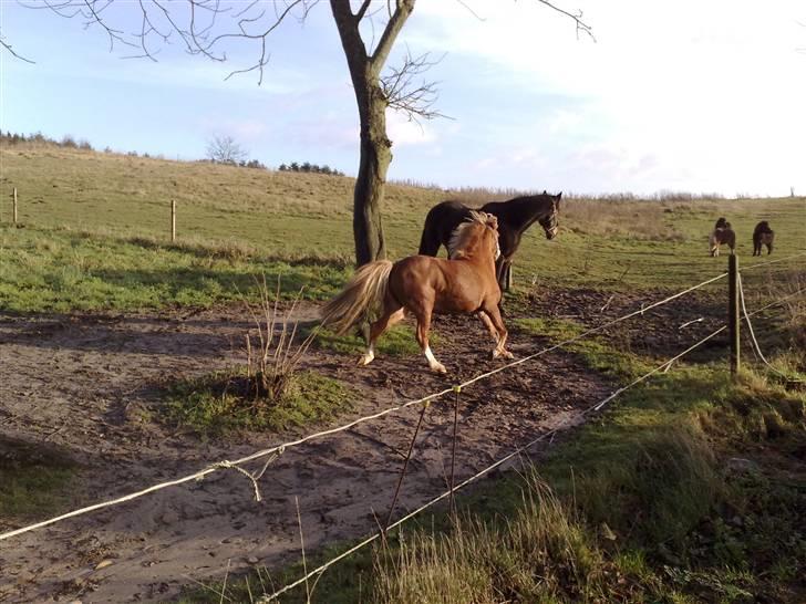 Welsh Mountain (sec A) Mosegaard's Surprice - oktober 2009 - læg mærke til musklerne:-) billede 9