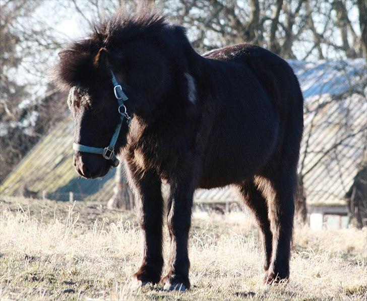 Anden særlig race Bonus billede 3