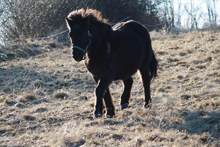 Anden særlig race Bonus billede 5