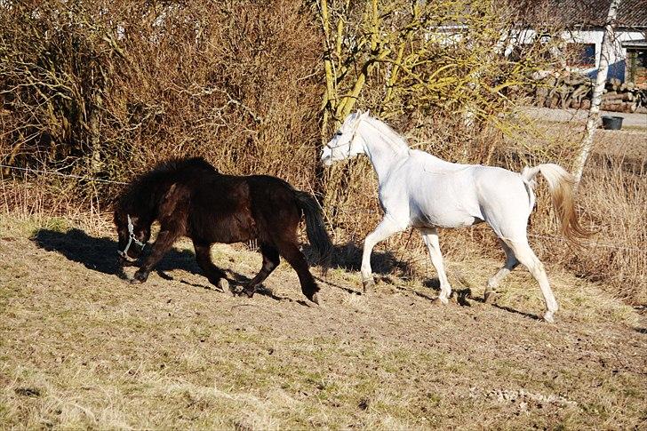 Anden særlig race Bonus - tikka og bonus billede 6