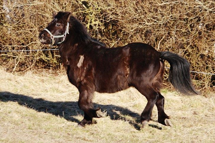 Anden særlig race Bonus billede 7