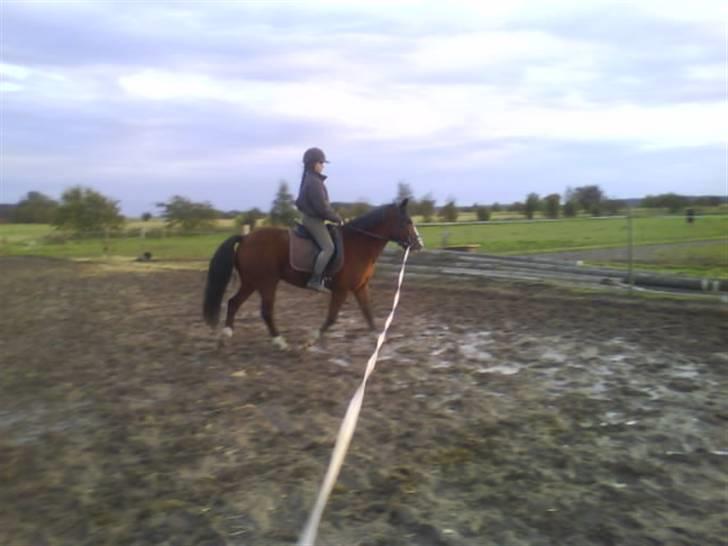 DSP Bæklunds Laredo (søsters) - første ridetur hjemme hos os (derfor longe) oktober 2009 billede 6
