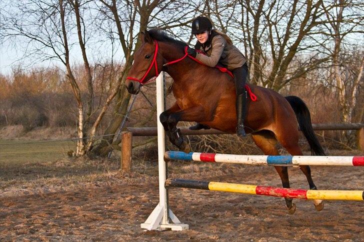 Anden særlig race Bakkely's Rosa - Første gang jeg springer uden sadle og første gang rosa springer med ride-grime. Springet er 90 cm :) foto: far billede 4