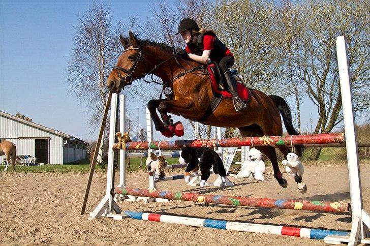 Anden særlig race Bakkely's Rosa - Springundervisning, Foto:far billede 6