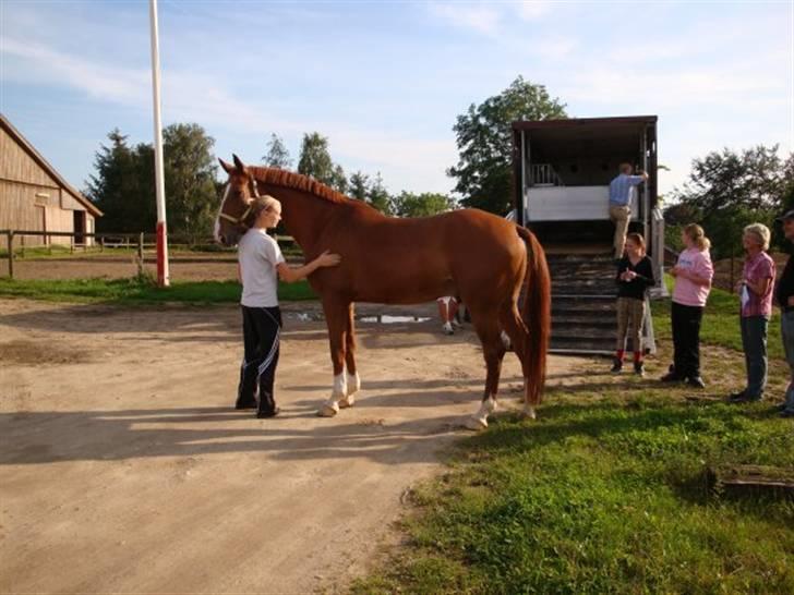 Dansk Varmblod Macoy ;* &#9829; - da jeg lige fik ham ;*  - bedste fødselsdagsgave &#9829; billede 2