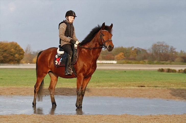 Anden særlig race Bakkely's Rosa - Smukke :D Foto:far billede 14