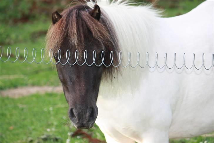 Shetlænder simba |Aflivet| :(<3 billede 8