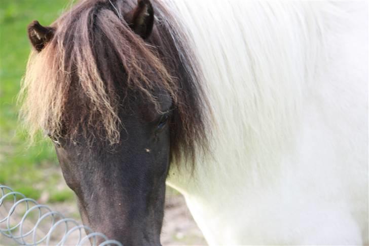 Shetlænder simba |Aflivet| :(<3 billede 9