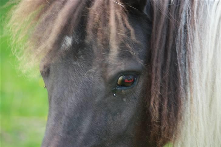 Shetlænder simba |Aflivet| :(<3 billede 10