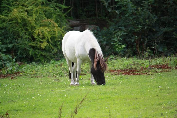 Shetlænder simba |Aflivet| :(<3 billede 11